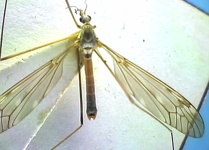 Tipula scripta